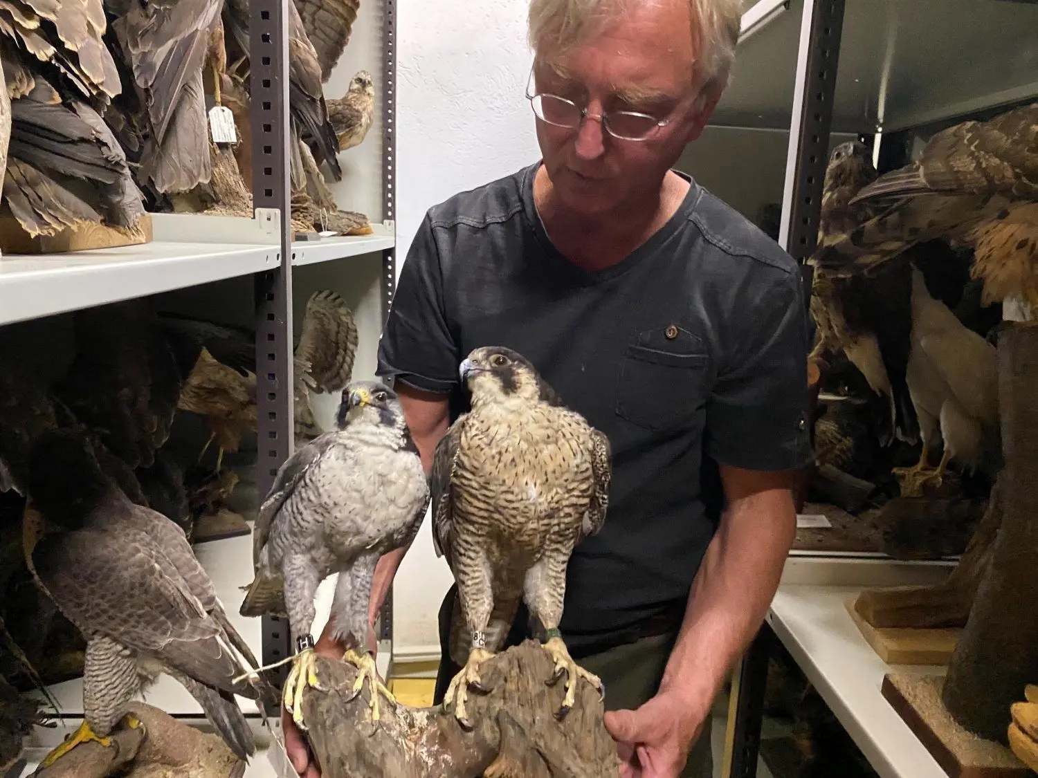 Tierpräparator Juri Schlosser in den Naturkundlichen Sammlungen des Cottbuser Stadtmuseums mit einem Falkenpaar.
