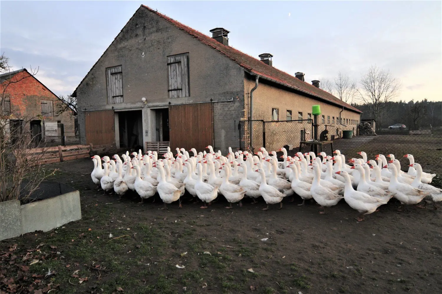 Die erste Gänseschar auf dem Weg in den Stall, der sowohl Nachtquartier ist, als auch Schutz vor dem Fuchs bietet.