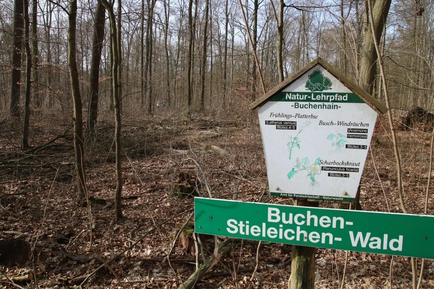Im Naturschutzgebiet Schlepziger Buchenhain sind viele Bäume gefällt worden.