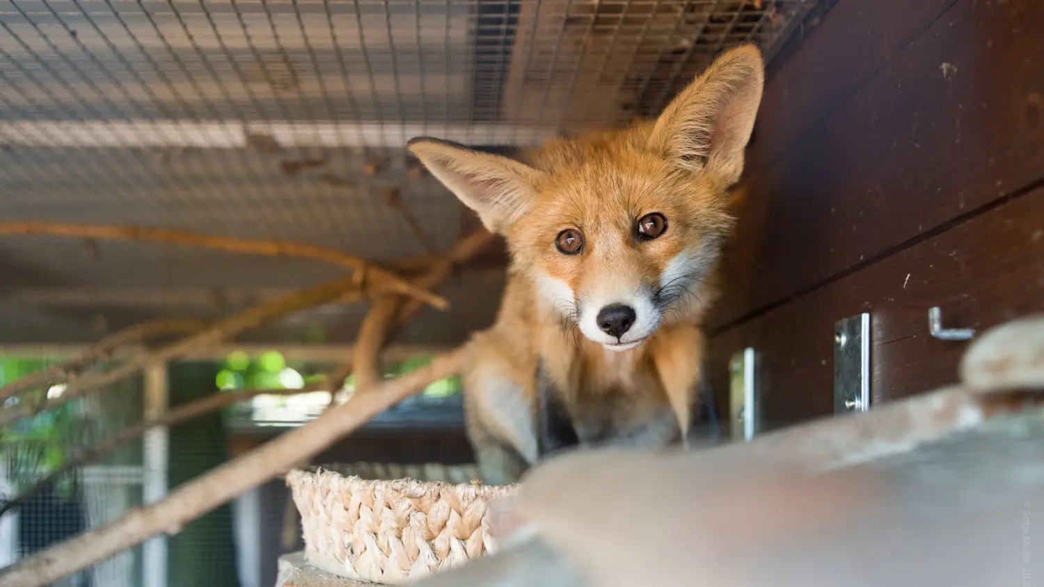 Wildtierauffangstation in Cottbus: Dieser kleine Fuchs wurde verletzt bei Susanne Schmidt abgegeben. Sie kann ihn aufpäppeln, doch als Raubwild ist eine spätere Auswilderung schwierig.