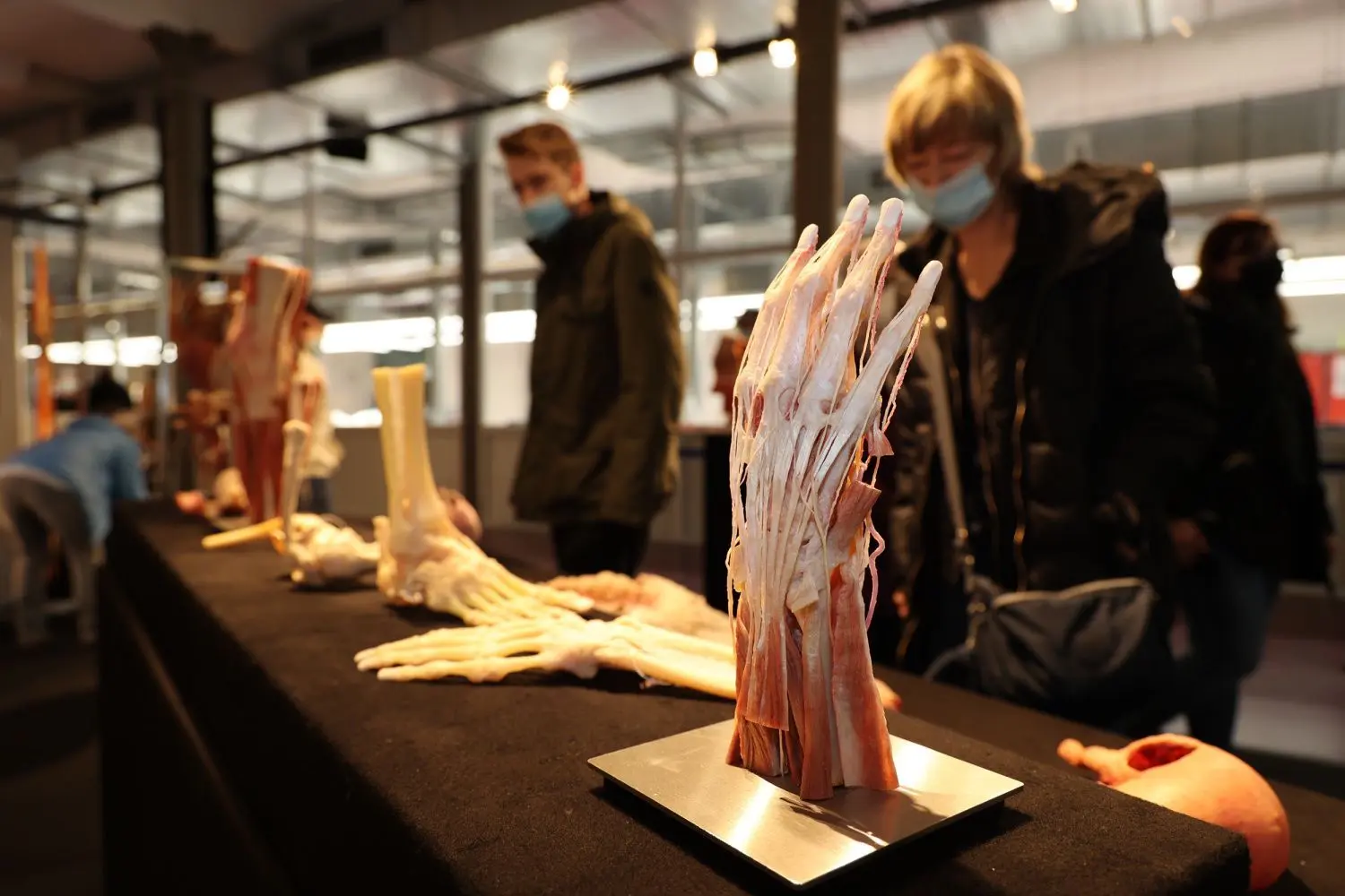 So wie diese Besucher im Gubener Plastinarium können sich ab 6. Mai die Besucher der „Köperwelten“-Ausstellung in Dresden mit den verschiedensten Facetten der Anatomie auseinandersetzen.