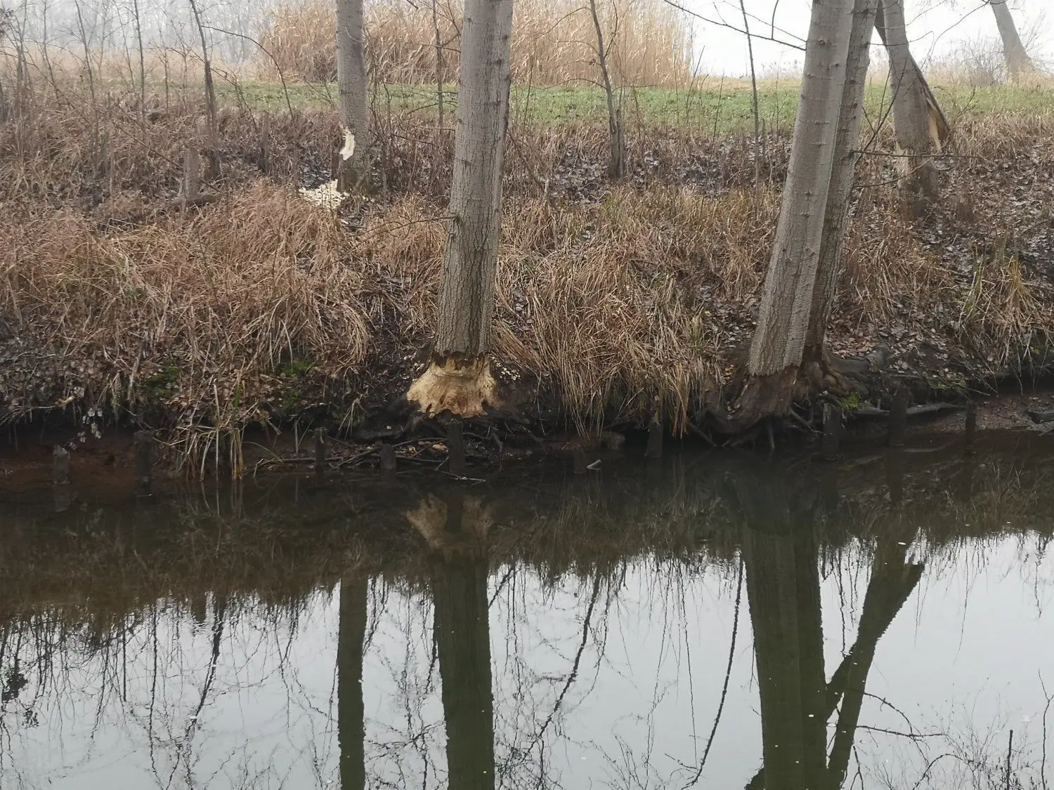 Auch auf der gegenüberliegenden Ufer-Seite gibt es Bäume, die der Biber bereits für sich entdeckt hat. Dieser Baum wird früher oder später in den Hammergraben fallen.