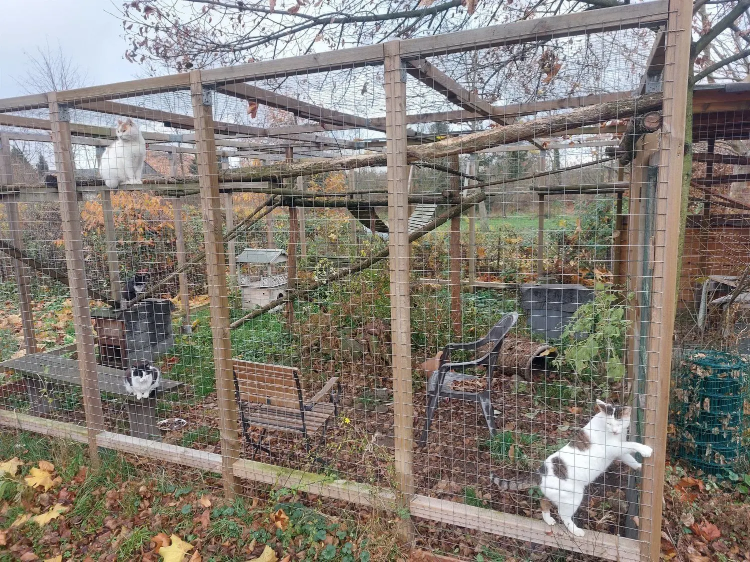 Im Außengehege des Anwesens von Andreas Haupt in Laasow fühlen sich die Katzen pudelwohl.