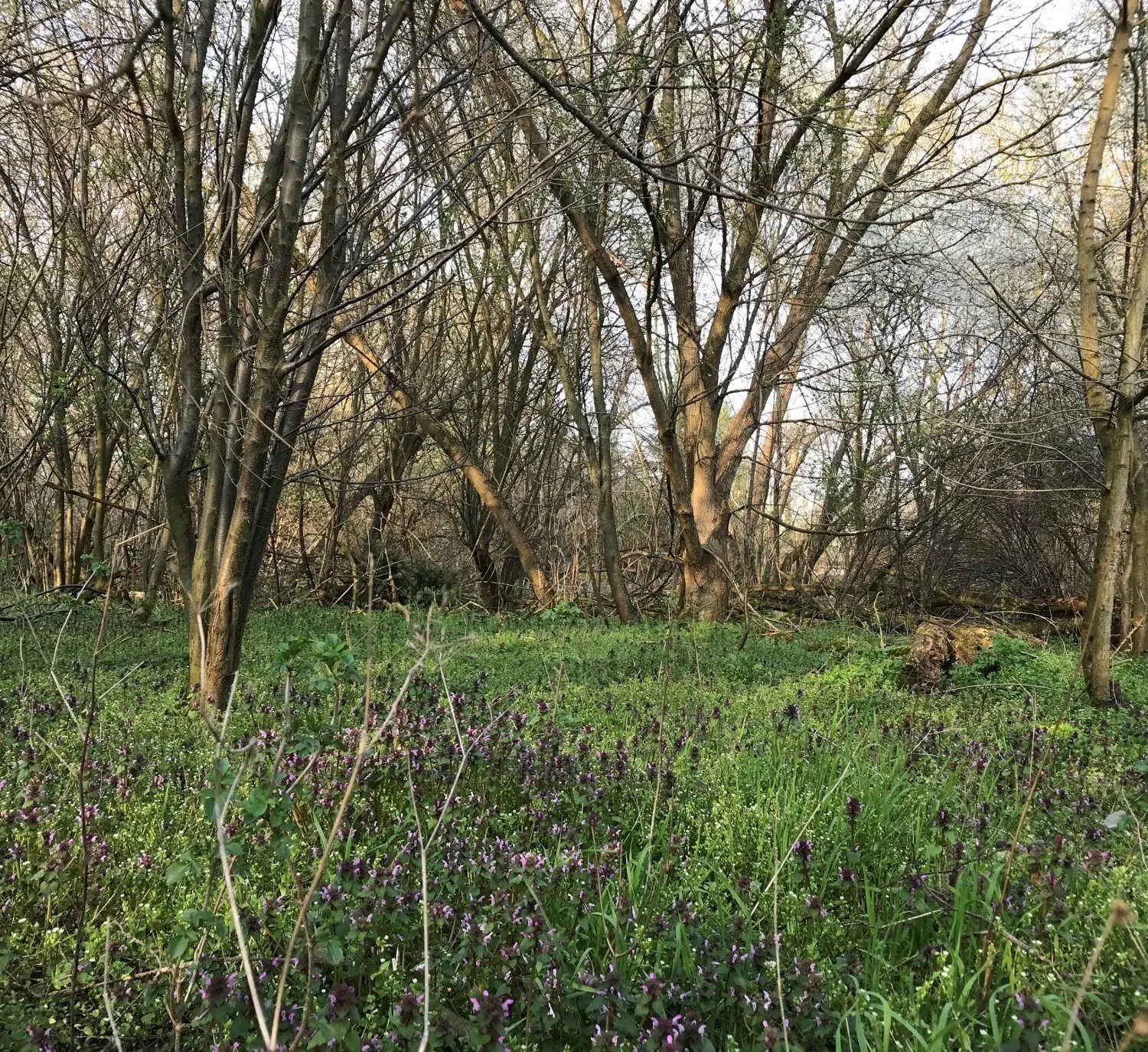 Die Idylle trügt: Die Bäume und Blumen wurzeln auf einer Müllschicht, die zu Grundwasserbelastungen geführt hat. Für die Sanierung der „Deponie Langer Rücken“ muss der kleine Wald gerodet werden.