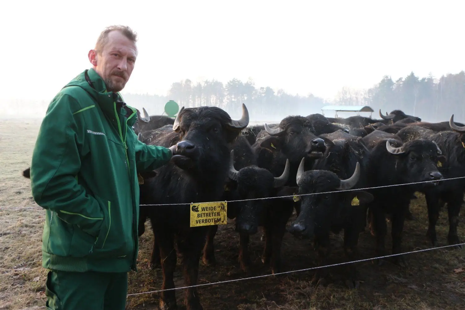 Auch der neue Stier von Bauer Enrico Pilz ist bereits wieder tot, weil er giftige Kräuter fraß. Nur die Weibchen - hier auf der Winterkoppel in Eutrich bei Königsbrück - sind offenbar resistent gegen das Jakobskreuzkraut.