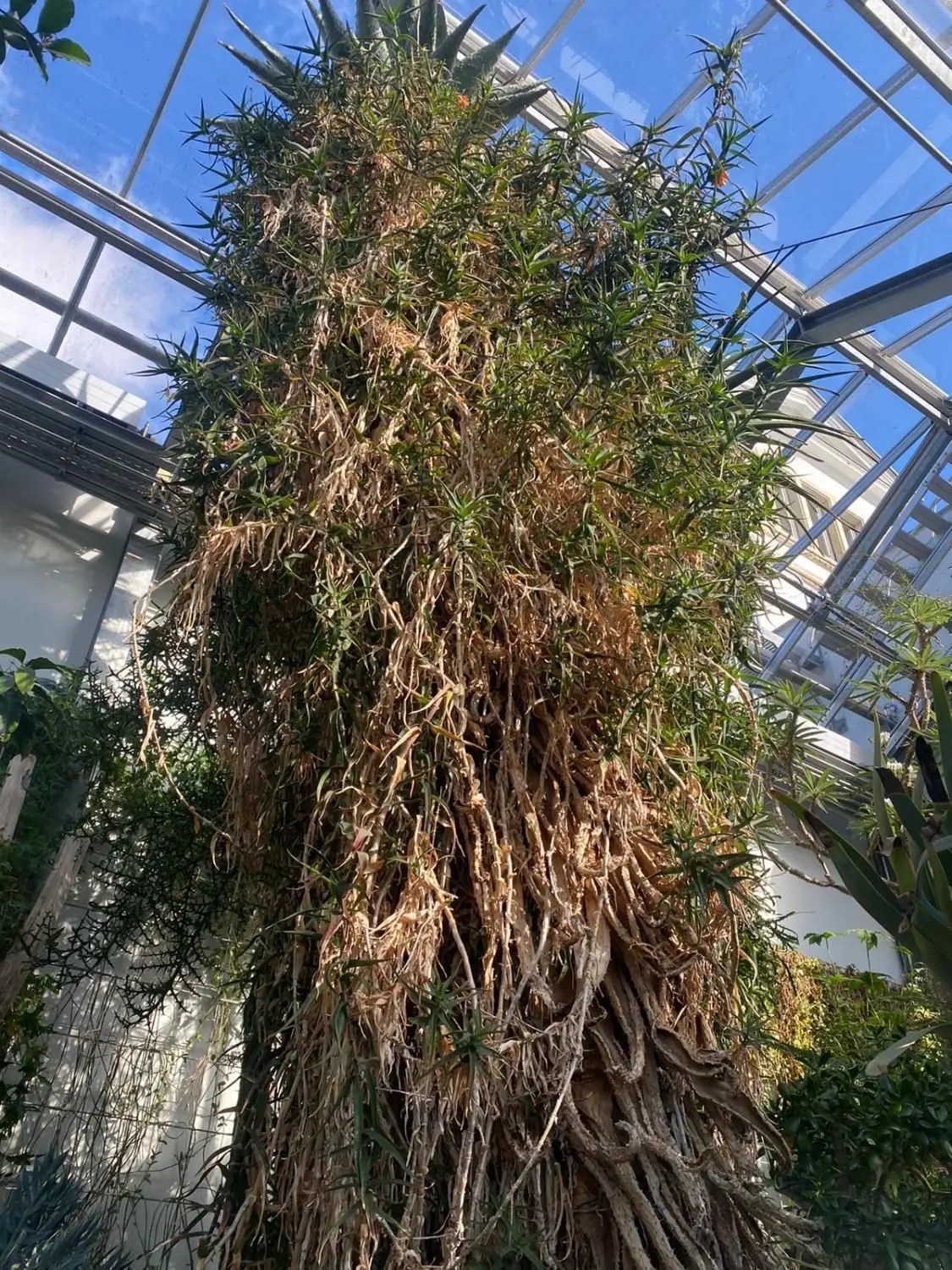 Imposant: die über 80 Jahre alte Aloe marlothi Berger im Gewächshaus des Botanischen Gartens der Universität Leipzig. Sie stammt aus den Trockengebieten Botswanas.