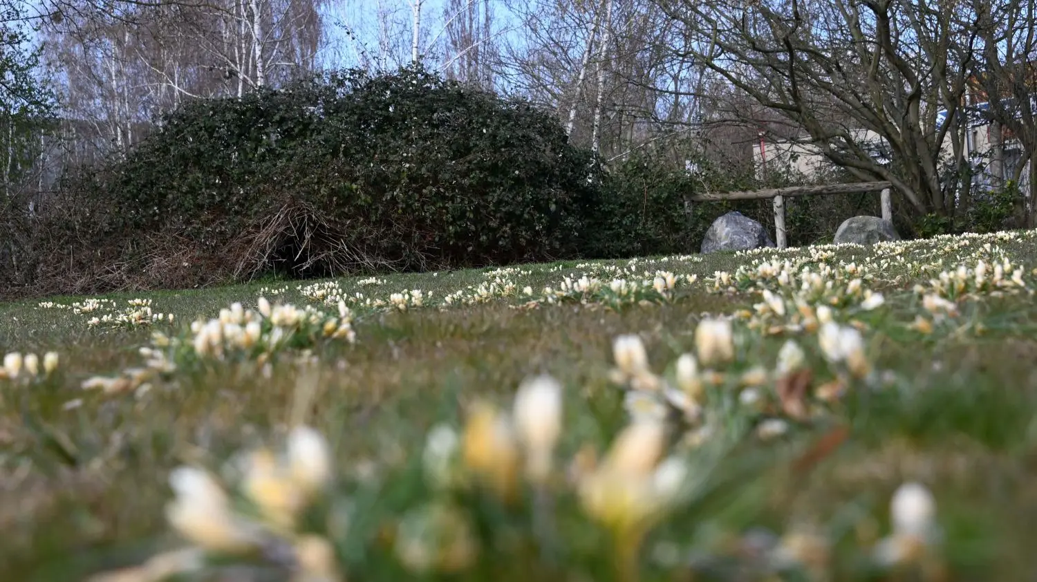 Der Cottbuser Stadtteil Schmellwitz blüht jetzt auf: auch am Hopfengarten.