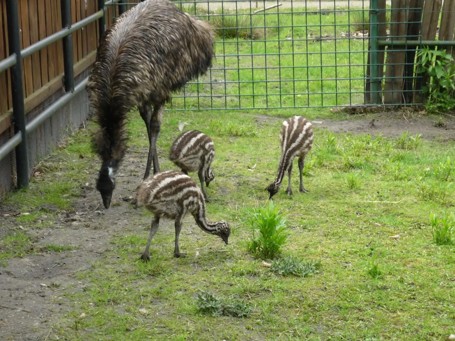 Die kleinen Emus lassen es sich im Tierpark Weißwasser schmecken.