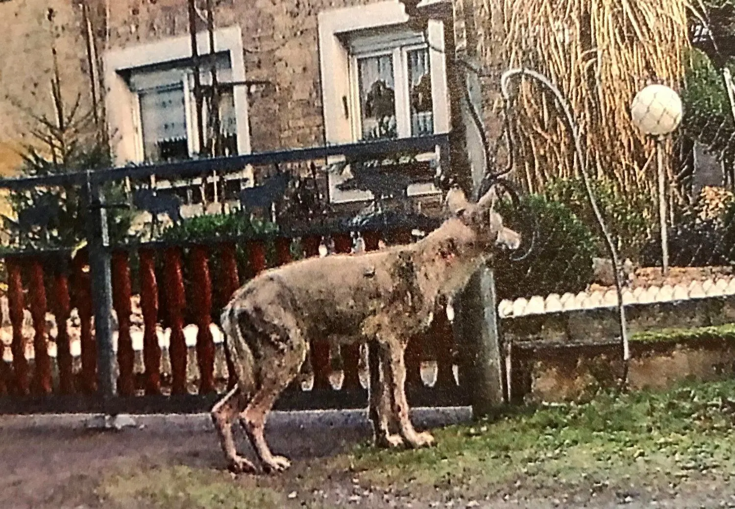 Es ist auf den ersten Blick zu erkennen, der Wolf ist krank. Die Aufnahme zeigt ihn auf dem Carolinenweg in Krauschwitz. Es ist das Tier, das im Februar 2018 im Landkreis Görlitz erschossen werden musste. Nun muss der Landrat wieder über die Entnahme eines Wolfes entscheiden.