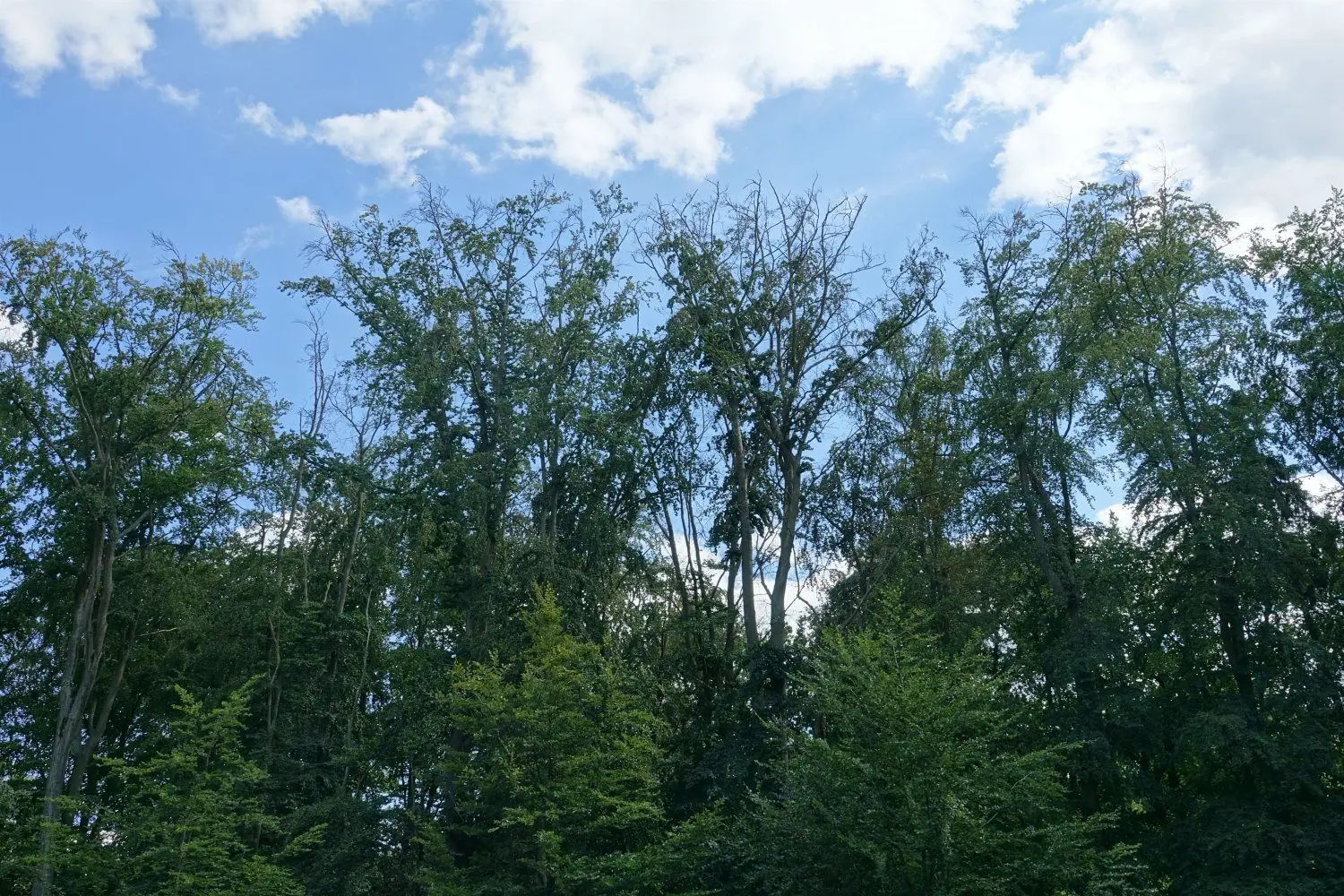 Kaum ist eine Baustelle in Kromlau fertig, tut sich die nächste auf: Die Buchen unmittelbar an der Kreisstraße Gablenz-Kromlau zeigen deutlich Folgen vom Trockenstress.