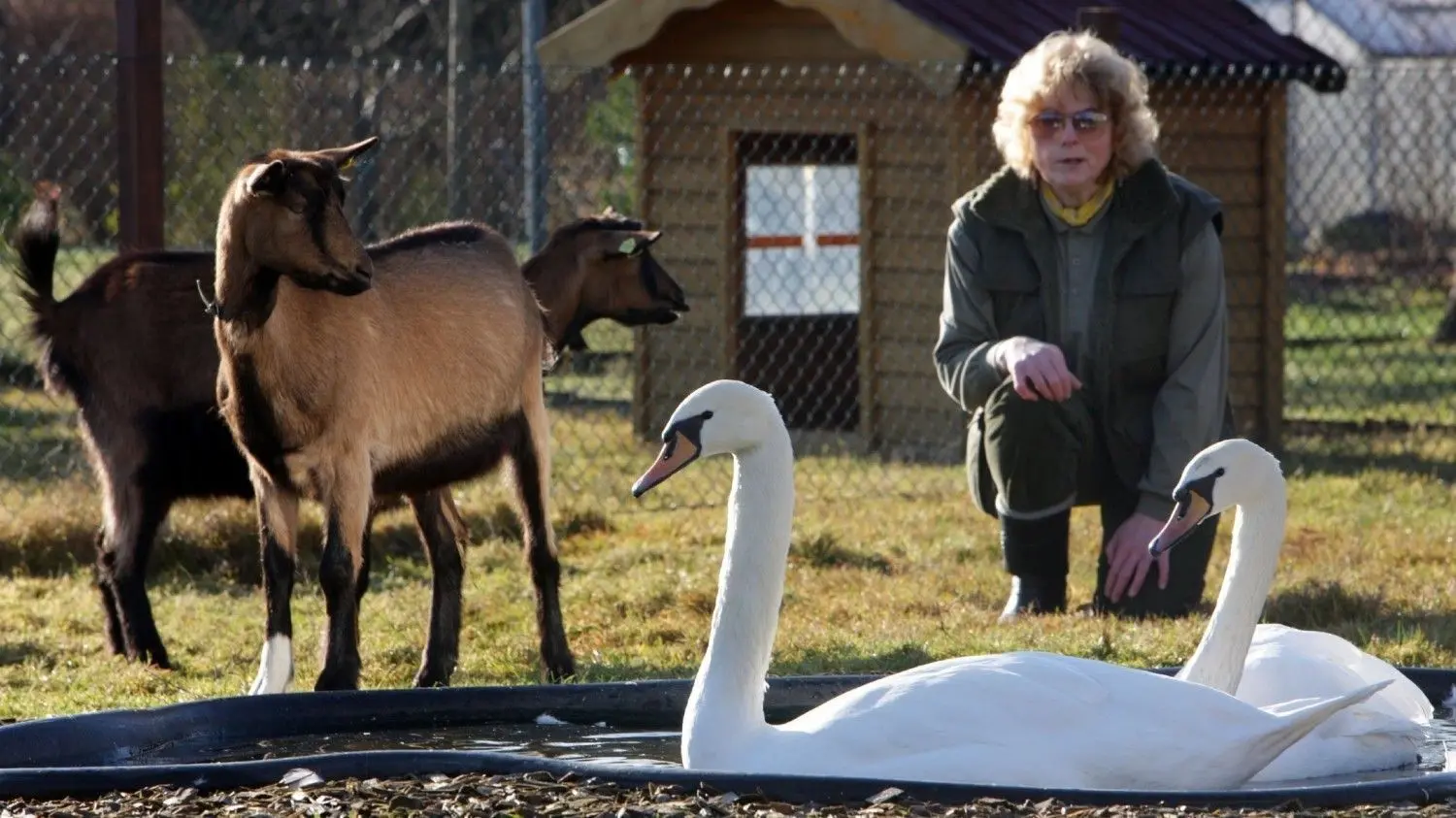 Die Tierärztin Susanne Schmidt betreut in ihrer Auffangstation für verletzte Wildtiere in Cottbus Rehe, Füchse, Bussarde, Eulen, Störche und Igel. Die meisten von ihnen bleiben nur kurz und werden schnell wieder ausgewildert. Die Tierärztin ist Anlaufstelle für Privatleute, Feuerwehr und Behörden.