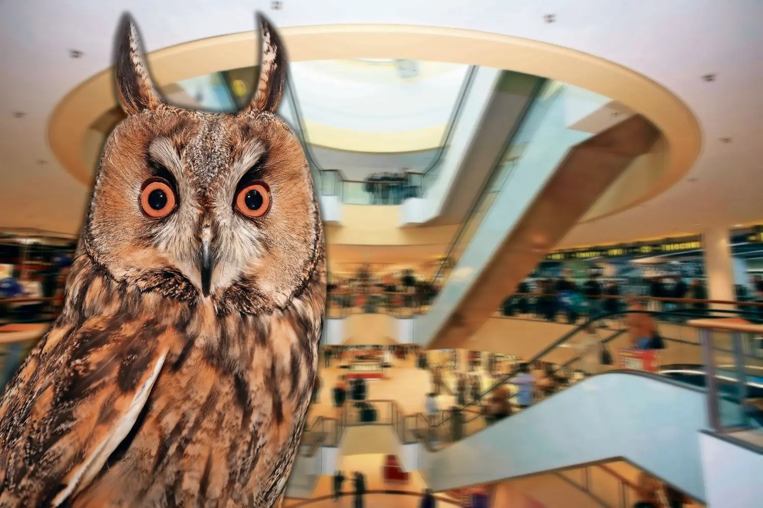 Eine Waldohreule hat sich ins Cottbuser Blechen Carré verirrt und sich auf der verzweifelten Suche nach einem Ausweg aus dem Einkaufszentrum verletzt.