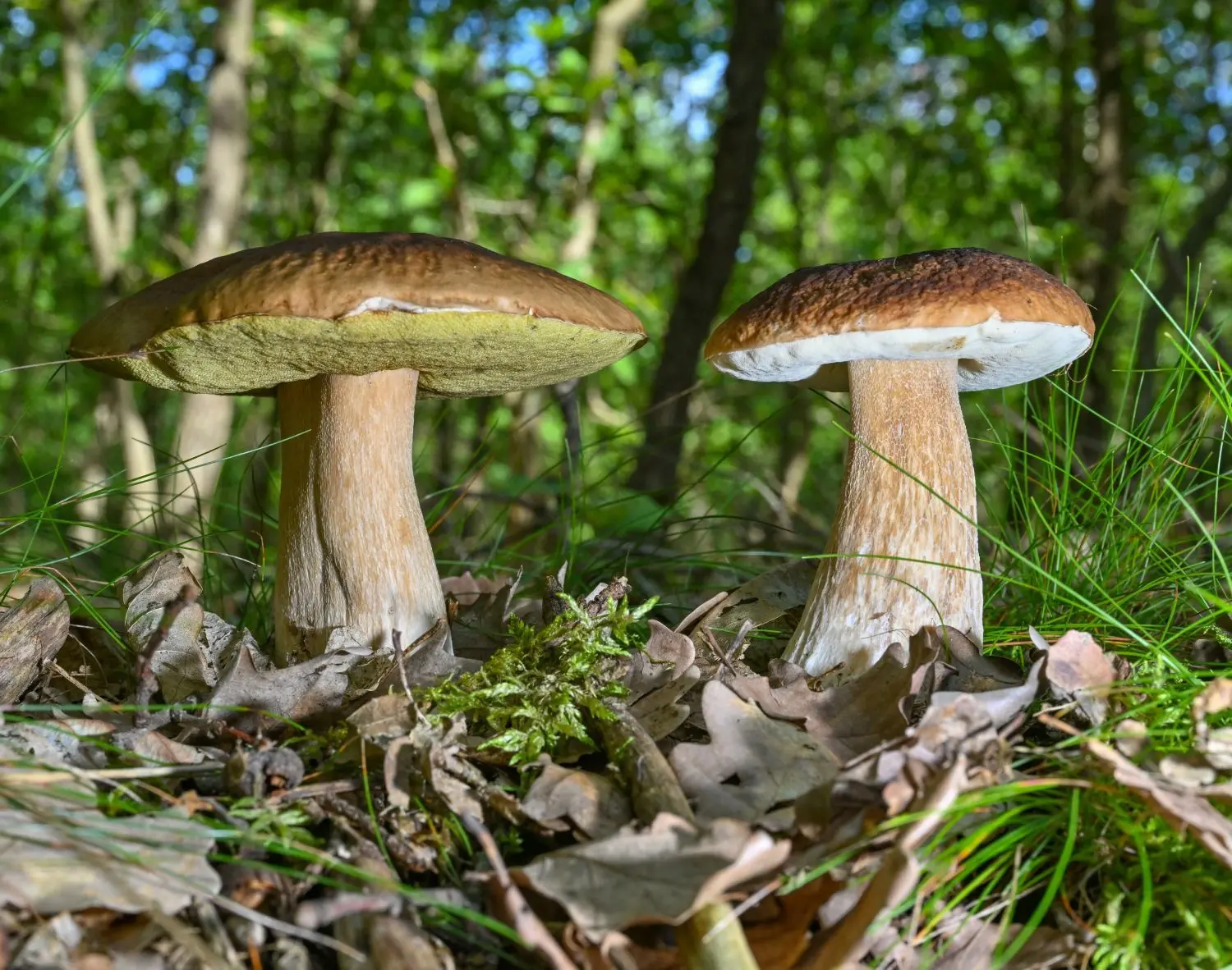 Steinpilze gehören neben Pfifferlingen zwar zu den begehrtesten Sporengewächsen in Brandenburg, aber die häufigste Art sind die in den Kiefernforsten nicht.