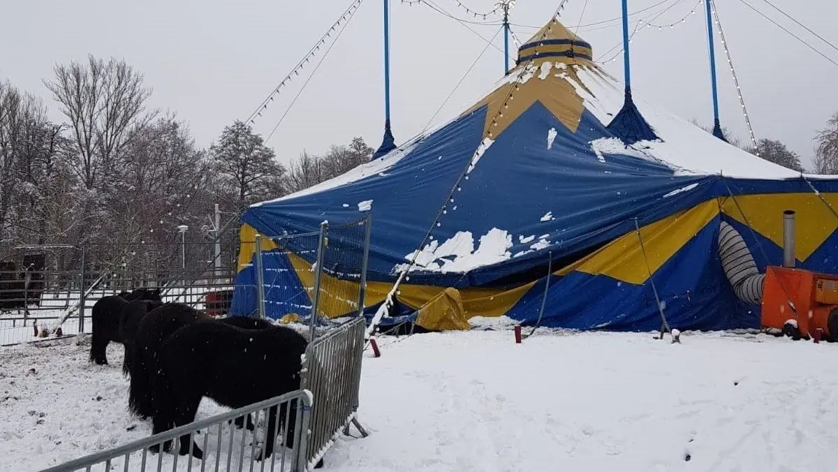 Durch die Schneelast stürzte am 3. Januar auch ein Teil des Zeltes des Circus Festival ein. Die Ponys, die sonst an der Stelle im Zelt stehen, standen glücklicherweise zu dem Zeitpunkt draußen.