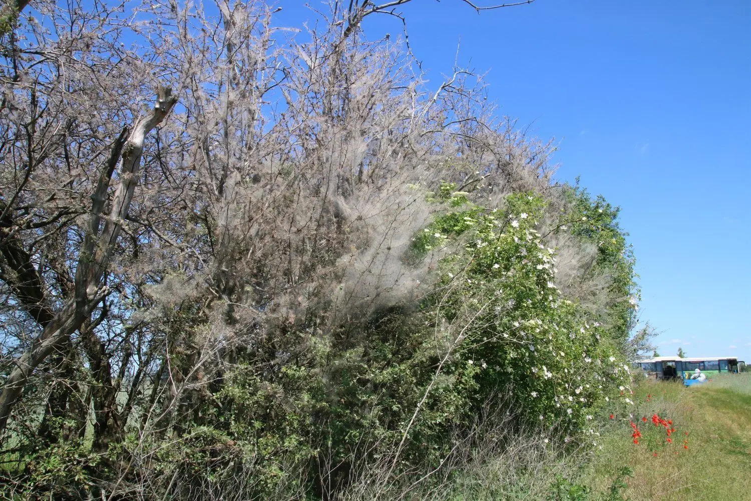 Gespinstmotten haben diesen Weißdorn eingesponnen. Ärgerlich findet es Naturschutzberater Gregor Kablitz nicht. Die Raupen der Motte sind Nahrung für Vögel. Die Hecke selbst bietet auch als Totholz Lebensraum für andere Tiere.