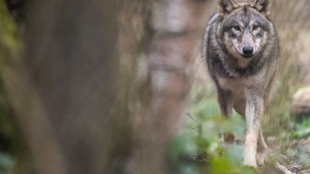 Die Rückkehr des Wolfes bringt Weide-Tierhalter, die oft ohnehin wirtschaftlich schon mit dem Rücken zur Wand stehen, noch mehr in Bedrängnis. Der Schutz der Herden ist zeit- und arbeitsintensiv.
06.02.2020, Hessen, Klein-Auheim: Ein Wolf läuft durch ein Freigehege im Wildpark Alte Fasanerie. Experten beobachten seit Jahren die Entwicklung der Wolfspopulation in Hessen, wobei vielfach nur «Durchzügler» beobachtet werden. (Zu dpa «Wölfe in Hessen») Foto: Boris Roessler/dpa +++ dpa-Bildfunk +++