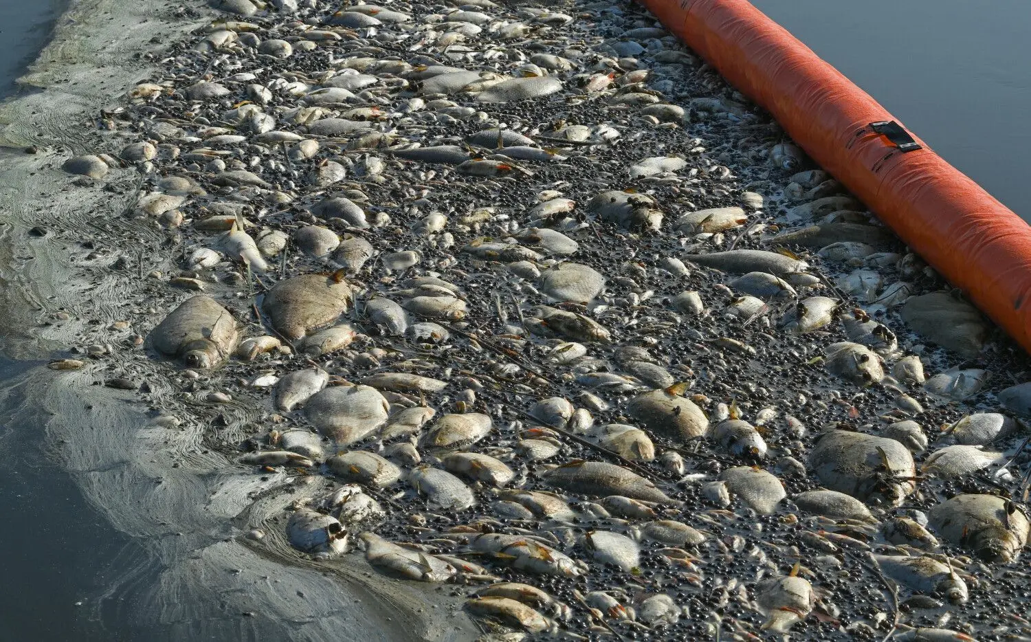 Brandenburg, Schwedt: Tote Fische, Muscheln und Schnecken haben sich an einer Sperre, die von der Feuerwehr verlegt wurde, im deutsch-polnischen Grenzfluss Westoder, nahe dem Abzweig vom Hauptfluss Oder, auf der Wasseroberfläche gesammelt. Seit mehreren Tagen beschäftigt das massive Fischsterben im Fluss Oder die Behörden und Anwohner des Flusses in Deutschland und Polen. Es steht in einer Reihe etlicher Umweltkatastrophen in deutschen Gewässern.