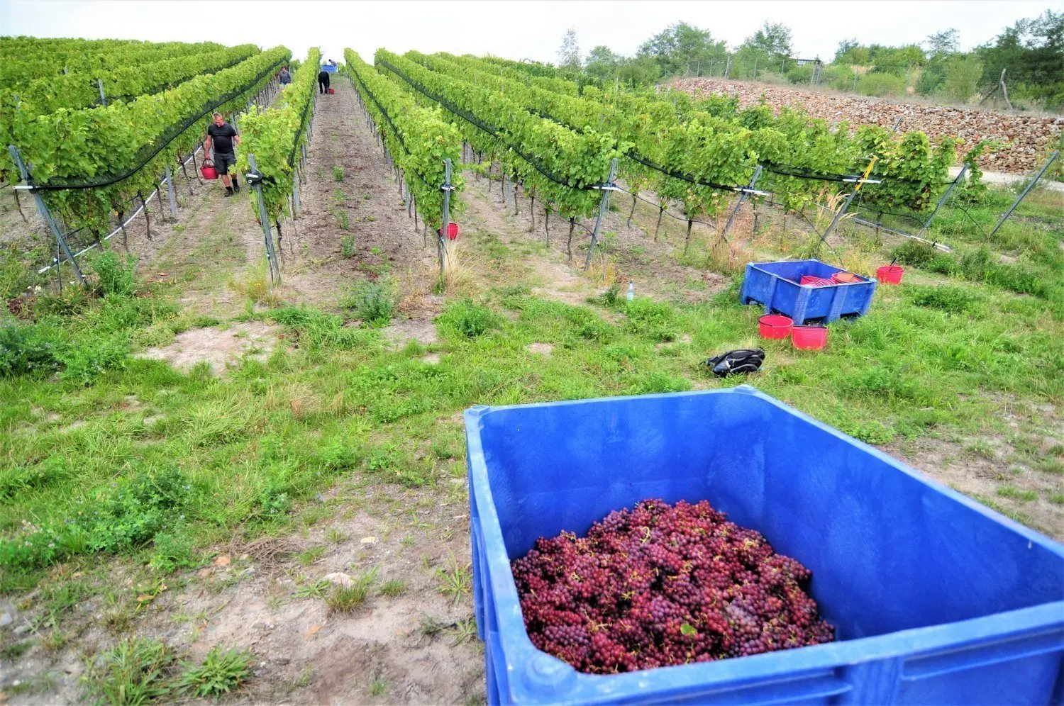 In solch eine blaue Kiste passen gut 350 Kilogramm Trauben.