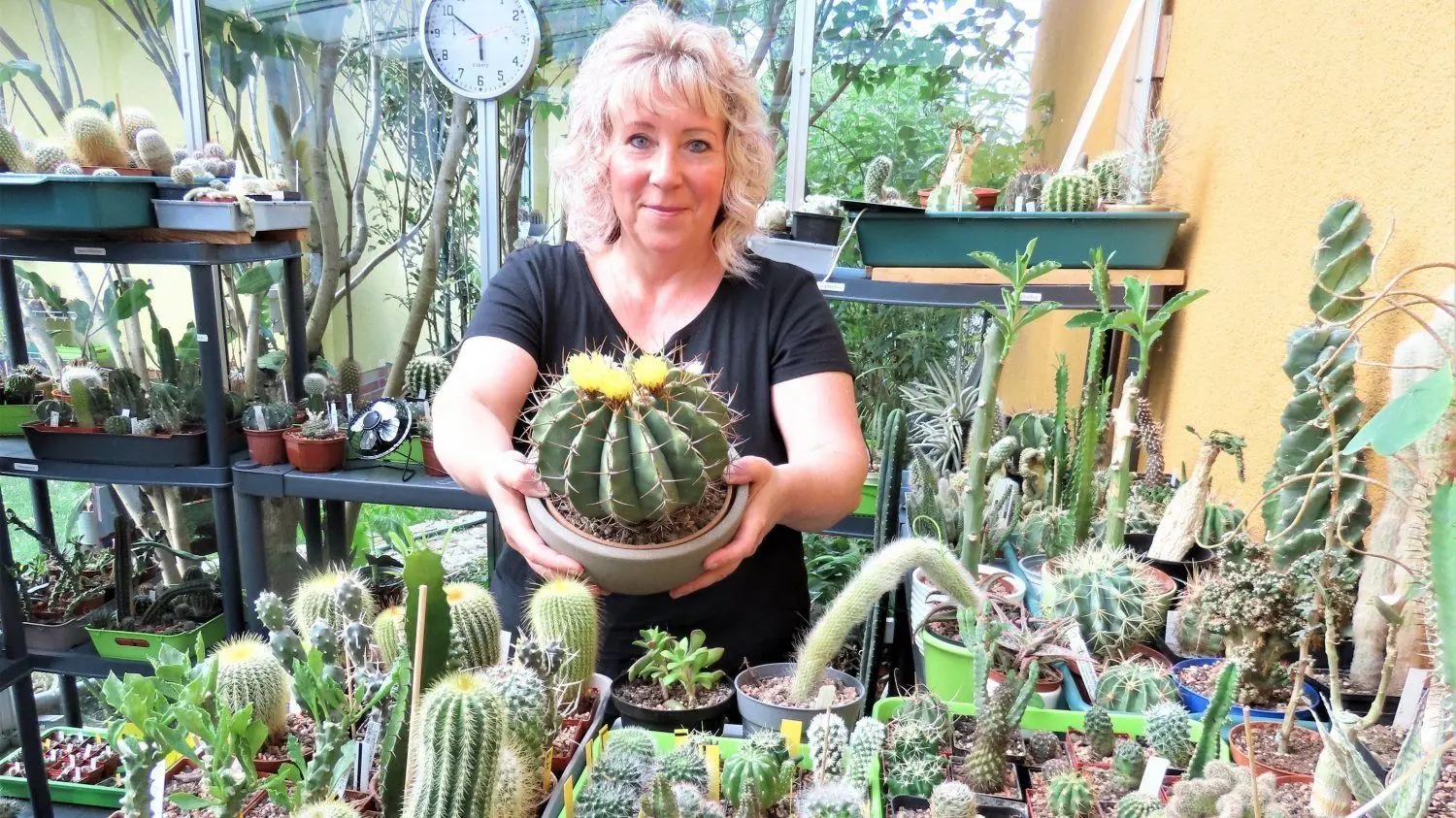 echinopsis kaktus Echinopsis Terscheckii