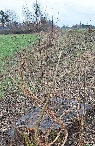 Hochwasserschutz an der Schwarzen Elster - durch das  Orkantief Herwart am 29.10.2017 und Orkantief Xavier vom 4. bis 6.10.2017 entstanden erhebliche Sturmschäden im Landkreis Elbe-Elster.