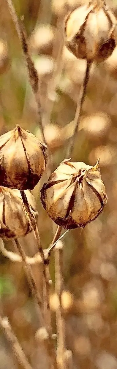 Reifer Lein ist in solchen Kapseln „versteckt“.⇥