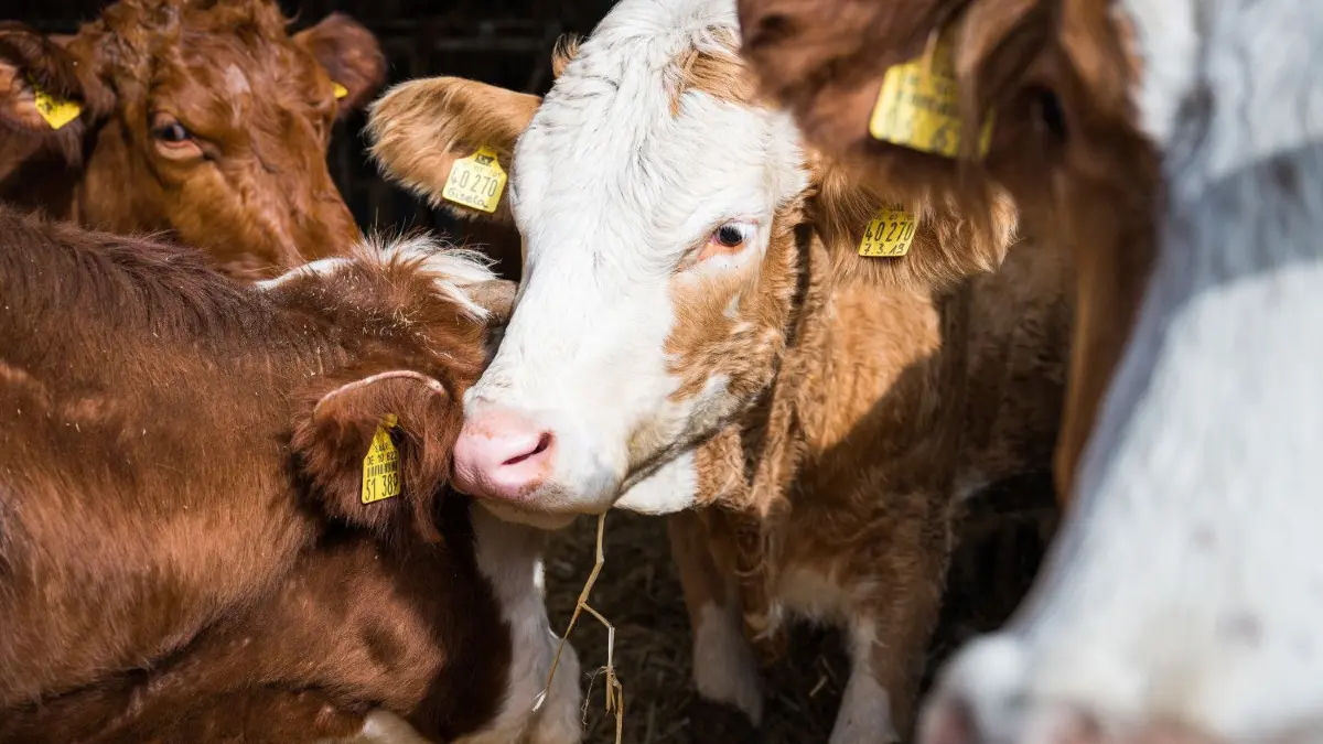 Mit Marke: Beim Stanzen für die Marke am Rinderohr, wie sie die Tiere im Bild tragen, wird seit 2011 auch eine Untersuchung auf Bovine Virus Diarrhoe durchgeführt. Zuletzt wurden das Virus aber nicht mehr nachgewiesen. (Symbolfoto)
03.03.2021, Saarland, Neunkirchen: Rinder auf dem Bauernhof von Dirk Fiedelak. Er lässt seine Rinder dort schlachten und nicht in einem Schlachthof (zu dpa: «Würdevoller Tod im Fressgitter - Schlachten auf dem Hof»). Foto: Oliver Dietze/dpa +++ dpa-Bildfunk +++