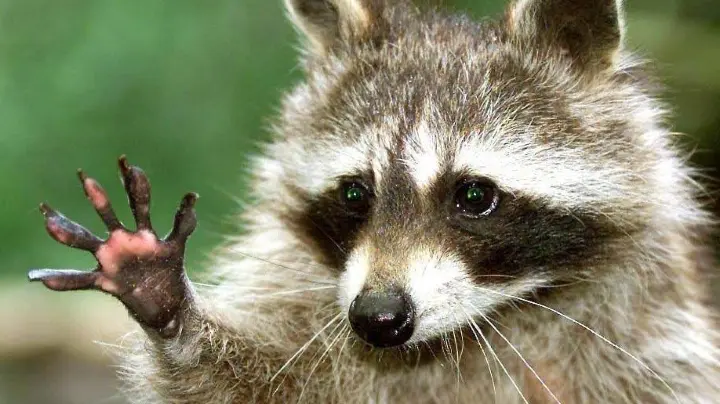 Waschbär und wer noch? Die fünf wichtigsten invasiven Arten