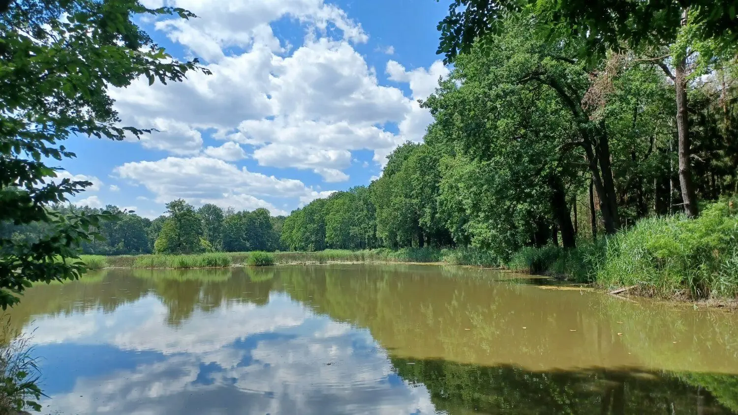 Ein Bild aus besseren Tagen: So sollte der Radochlaer Teich eigentlich aussehen. Mit einem ausreichenden Wasserstand dient er als Lebensraum für eine ausgeprägte Tier- und Pflanzenwelt.