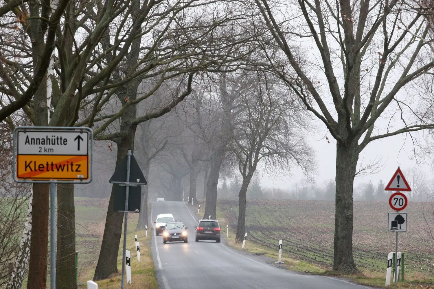 Die Roteichen-Allee an der Kreisstraße zwischen Klettwitz und Annahütte wird zunehmend lückiger.