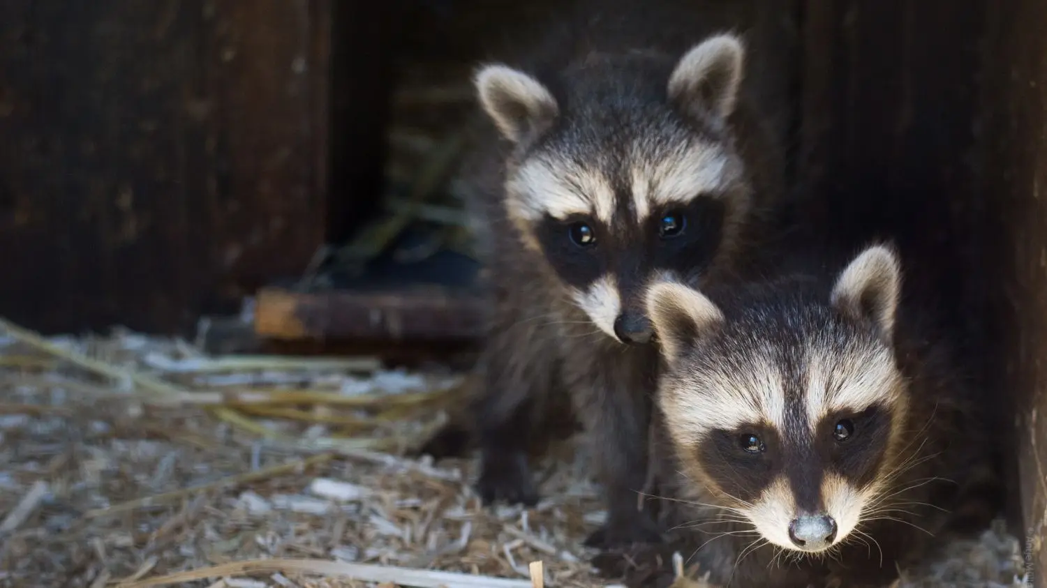 Waschbären gehören bei vielen Hausbesitzern nicht gerade zu den Lieblingstieren, doch aus sie finden in der Cottbuser Wildtierauffangstation eine Zuflucht.