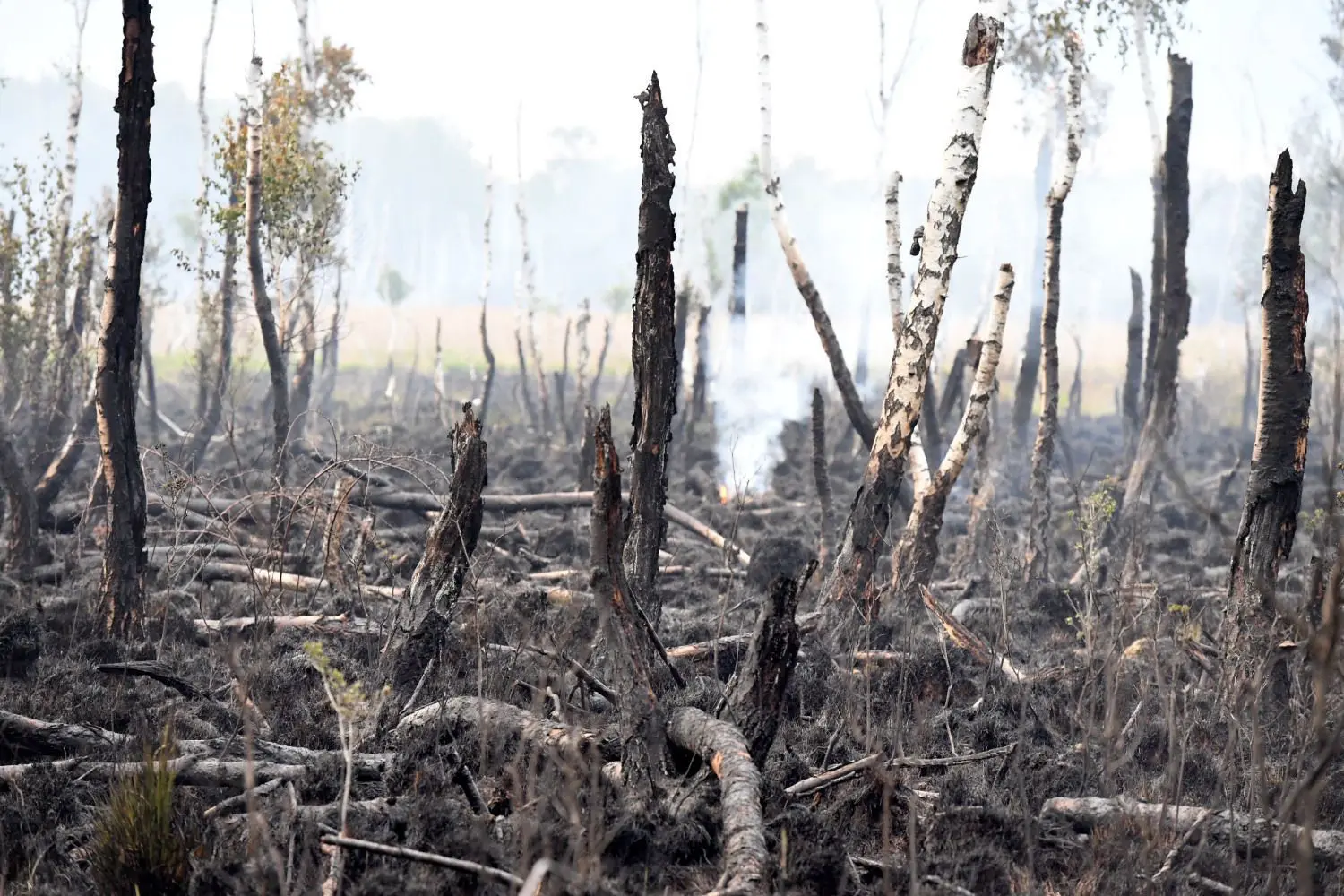 Nacht - Riesiger Waldbrand im Loben- Moor zwischen Gorden, Hohenleipisch, Döllingen und Plessa - Bis zum späten Nachmittag hatte sich der Waldbrand im Loben- Moor zwischen Gorden, Hohenleipisch, Döllingen und Plessa auf ca. 30 Hektar ausgedehnt.