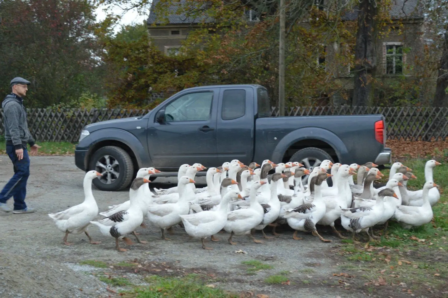 Landwirt Max Streich hat die Gänseschar im Griff. Jeden Morgen werden die Tiere aus dem Stall auf die Wiese getrieben. Abends geht es retour. Sonst freut sich der Fuchs über leichte Beute.