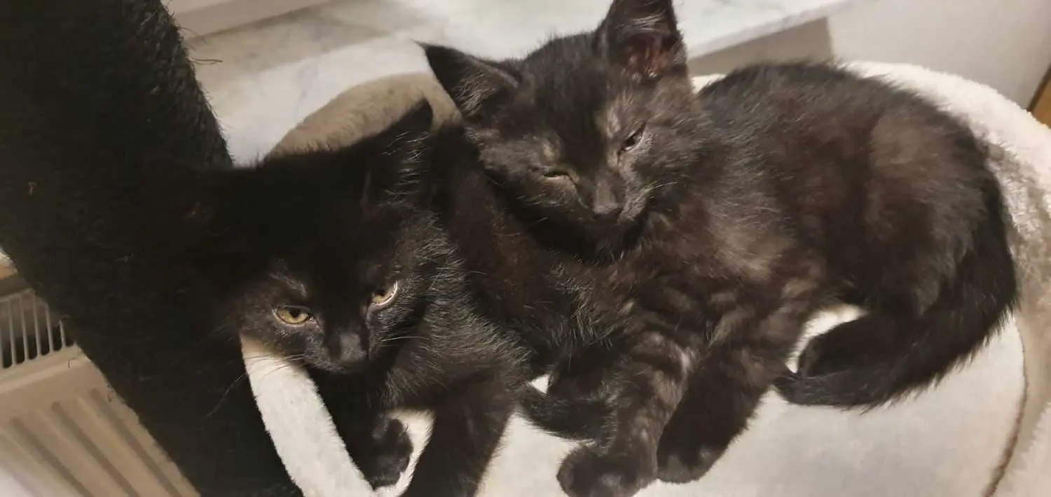 Nach dreiwöchiger Betreuung durch Ines Dietrich und der ersten Impfung konnten die drei jungen Katzen zu ihren neuen Familien ziehen. Der vierte Tiger war gleich am Fundtag in das Herz von Tierarzt Peter Hennig gezogen und trägt jetzt den passenden Namen Dietrich.