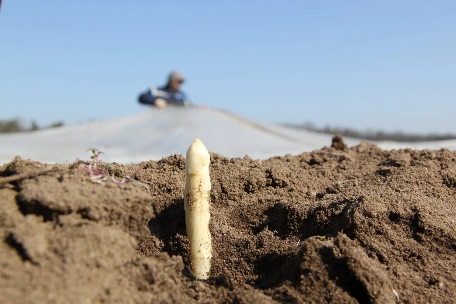 Auf einem Feld von Spreewaldbauer Ricken bei Suschow ist am Donnerstag, 25. März, der erste Spargel der Saison gestochen worden.