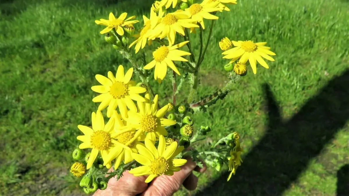 Frühlingskreuzkraut: Die Schönheit täuscht. Die giftigen Pflanzen breiten sich vor allem an Straßenrändern aus.