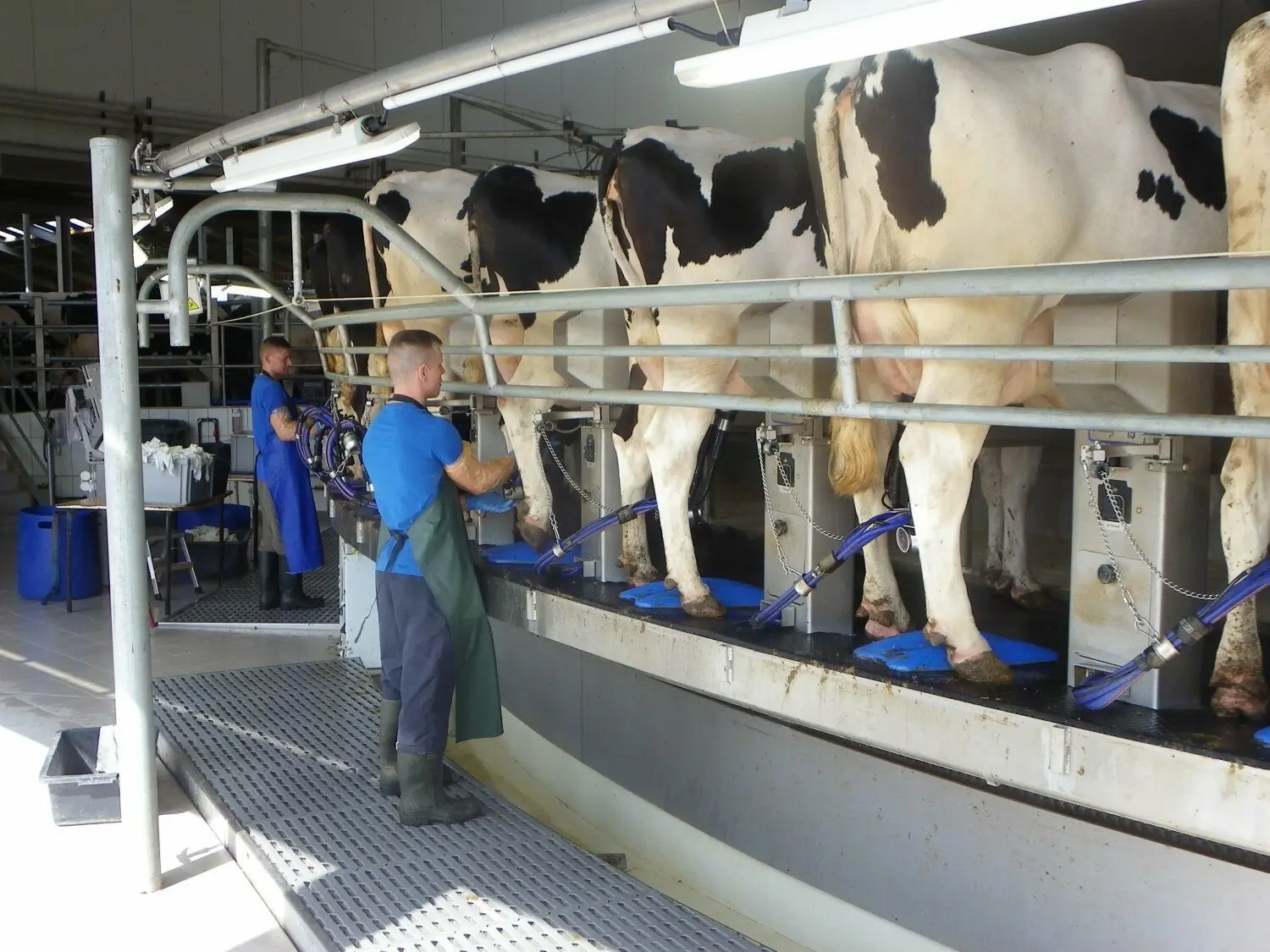Für die Landwirtschaftsbetriebe der Region, hier ein Melkkarussell der Lübbinchener Milch und Mast GbR, gibt es aktuell zahlreiche Probleme zu bewältigen.