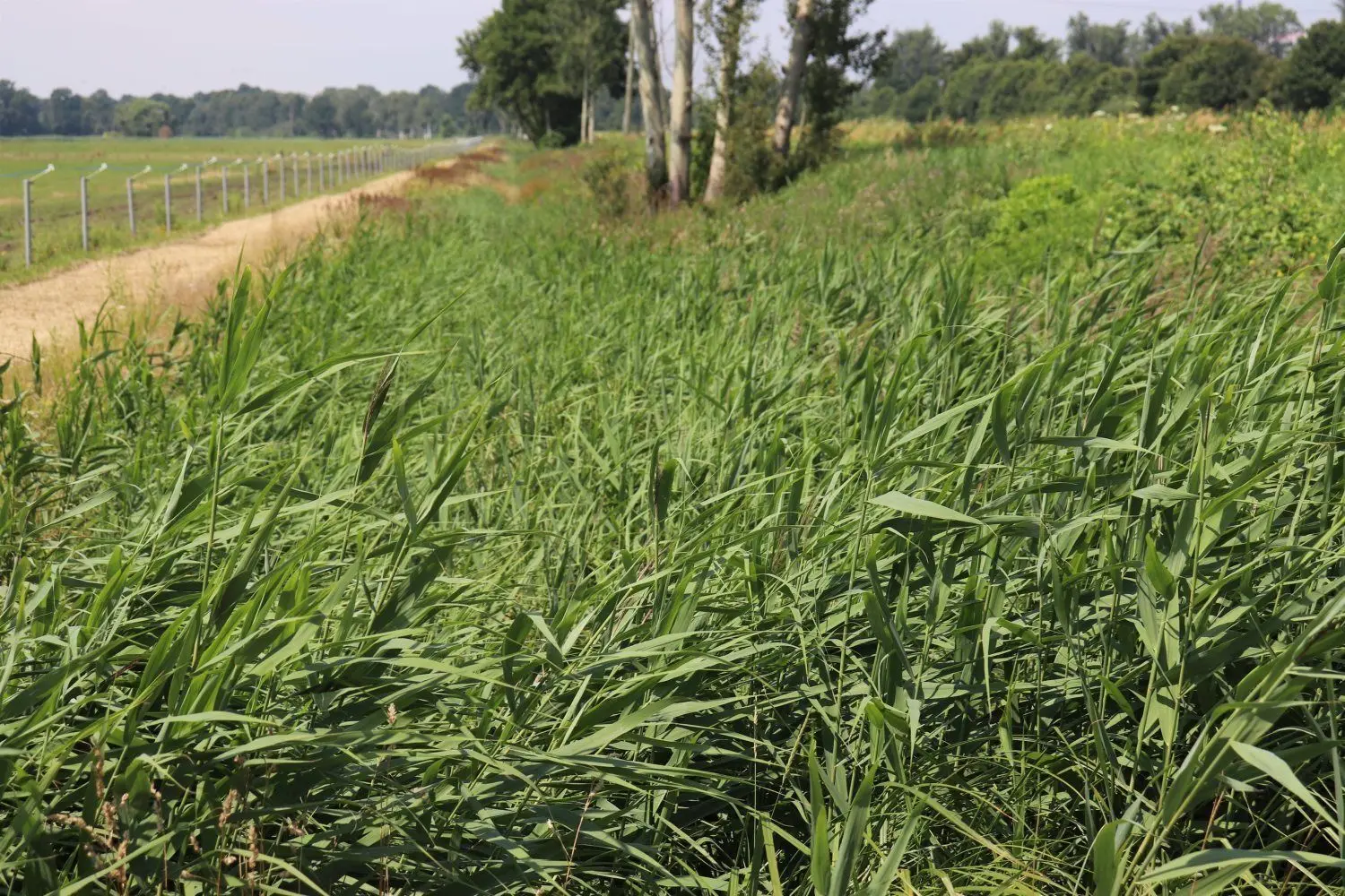 Suchbild: Wo könnte sich hier der Entwässerungsgraben bei Plessa befinden? Weil das Regenwasser hier nicht wie notwendig ablaufen kann, stehen die Weiden teilweise unter und die Rinder hier und da im Wasser.