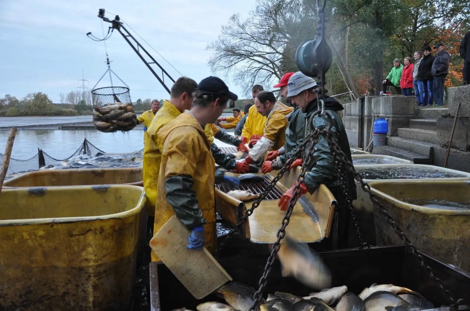 Im gelandet Abfischen von Karpfen, Hecht und Zander im