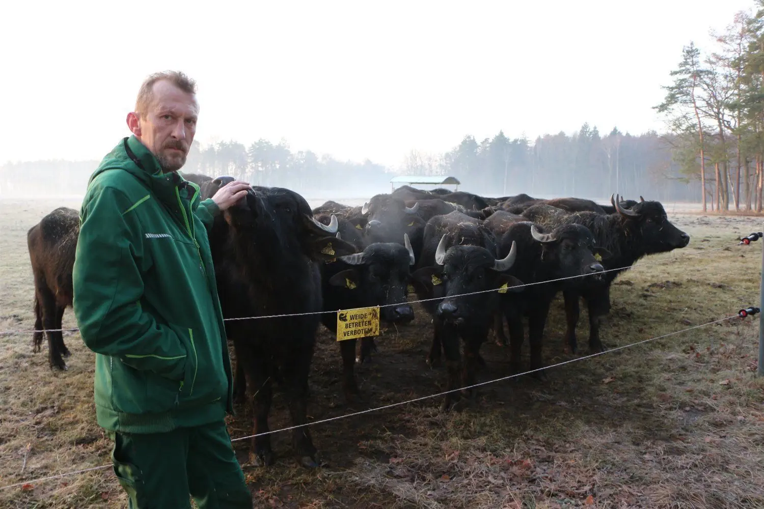 Auch der neue Stier von Bauer Enrico Pilz ist bereits wieder tot, weil er giftige Kräuter fraß. Nur die Weibchen - hier auf der Winterkoppel in Eutrich bei Königsbrück - sind offenbar resistent gegen das Jakobskreuzkraut.