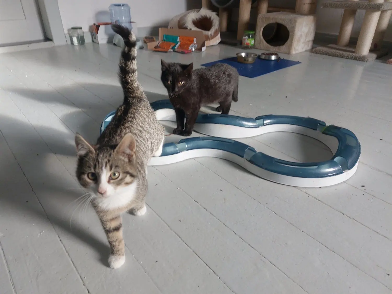 Die beiden ausgesetzten Katzen sind über dem Berg. Robust und stabil ist ihre Verfassung inzwischen. Sie sollen nun vermittelt werden.