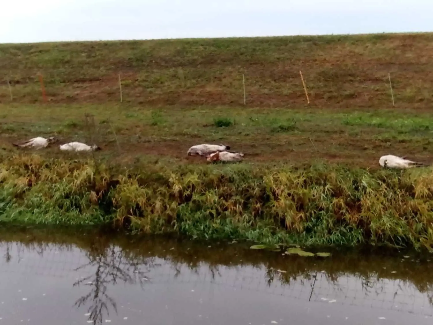 Insgesamt 76 tote Schafe und eine tote Ziege hat es nach einem vermeintlichen Einbruch einer Wildschweinrotte in ein umzäuntes und mit Herdenschutzhunden gesichertes Areal auf dem Schwarze-Elster-Ufer bei Saathain gegeben.