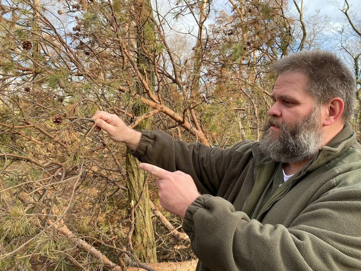 Waldumbau In der Branitzer Siedlung: Der Wald auf dem Böcklinplatz ist von Pilzen und Insekten befallen. Forstingenieur Mario Wotschka zeigt die völlig vertrockneten und abgestorbenen Triebe einer Kiefernkrone.