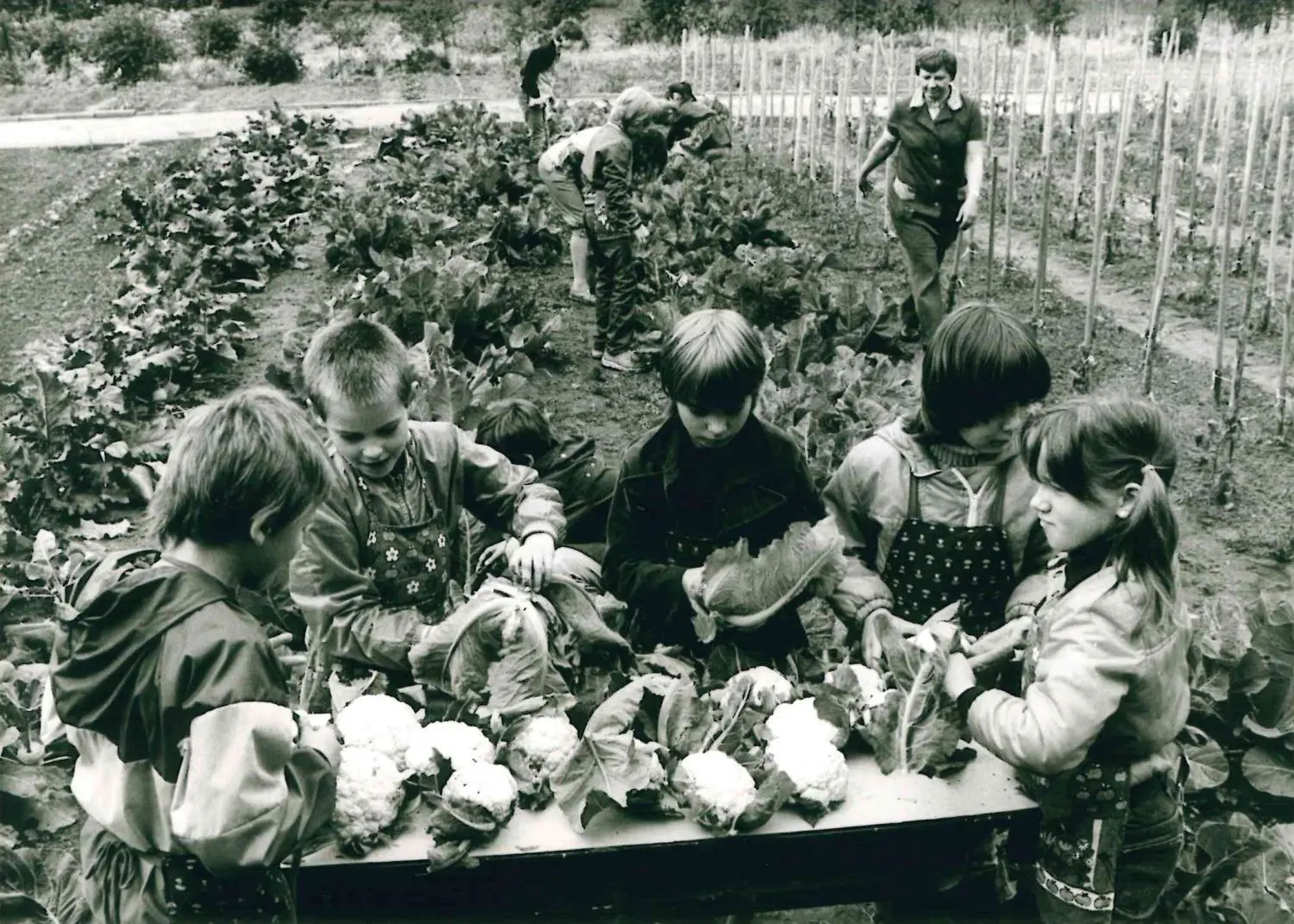 Schulgarten gehörte selbstverständlich zum polytechnischen Lehrplan der DDR. Mit der Wiedervereinigung indes wanderte die Lehre über die Aufzucht von Kohl in den Privatbereich. Historische Ansicht aus der Pablo-Neruda-Oberschule in Cottbus.