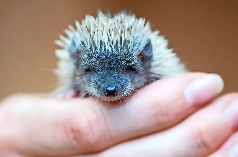 Ein kleiner Igeltanrek auf Kuschelkurs. Die Tiere ähneln zwar den hier heimischen Lausitzer Igeln, sind aber genetisch nicht mit ihnen verwandt.