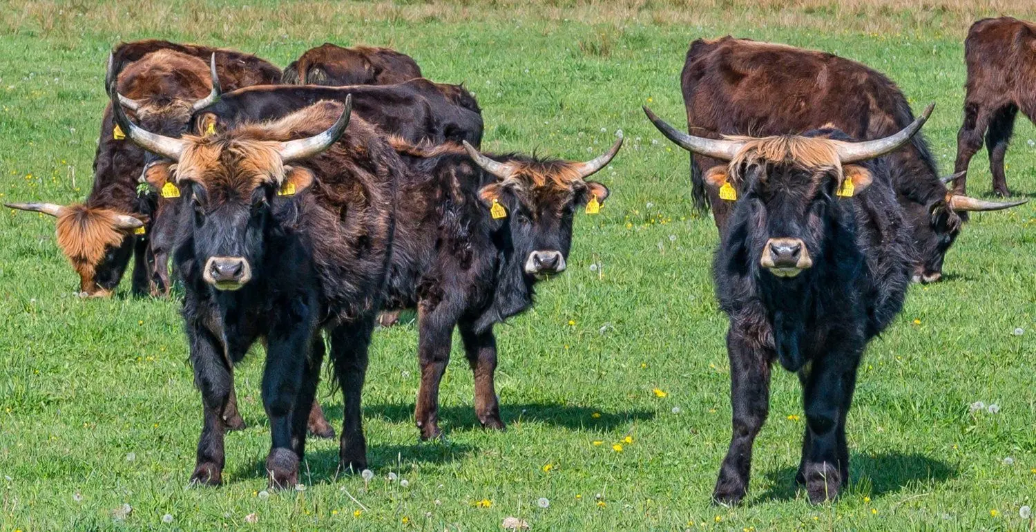 Das Ochsengespann ist gewissermaßen das Wahrzeichen in der renaturierten  Dissener Spreeaue. Leider hat das Kunstwerk in den zurückliegenden Monaten sehr gelitten, denn diverse Holzteile sind durch Unbekannte abgebrochen worden. Hier der Überblick über die Einzelteile, die der Naturkundeverein Spreeaue aufbewahrt hat.