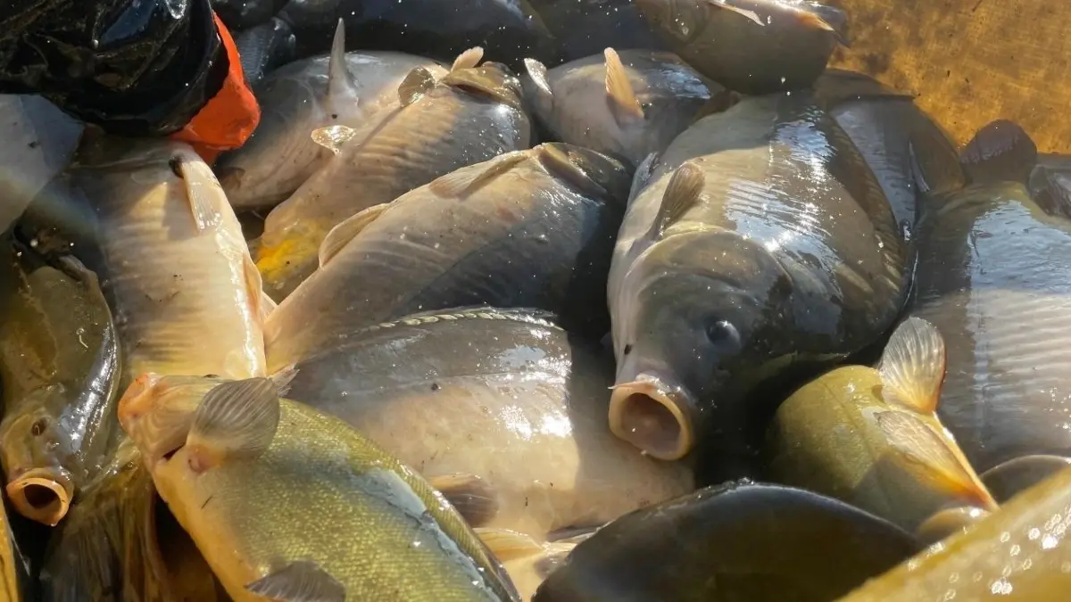 Karpfen sind rund um Weihnachten und Silvester besonders beliebt. Aber natürlich müssen sie erst einmal wachsen. Die Teichwirtschaft Thalberg züchtet und verkauft sie ganzjährig.
23.09.2023 Abfischen Teichwirtschaft Thalberg