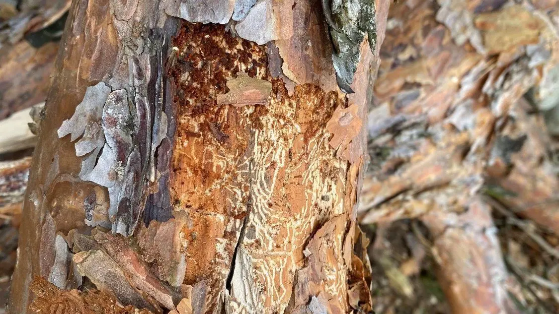 Waldumbau In der Branitzer Siedlung: Der Wald auf dem Böcklinplatz ist von Pilzen und Insekten befallen. Hier sind die Fraßspuren der Larven des Borkenkäfers gut unter der Rinde zu erkennen.