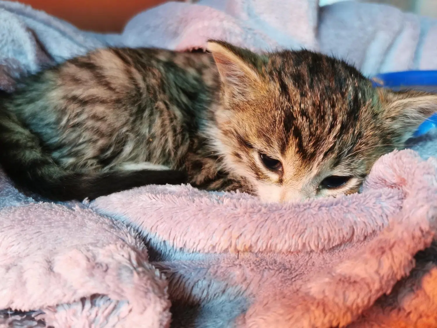 Im Tierschutzligadorf in Groß Döbbern wird das Katzenbaby jetzt aufgepäppelt.