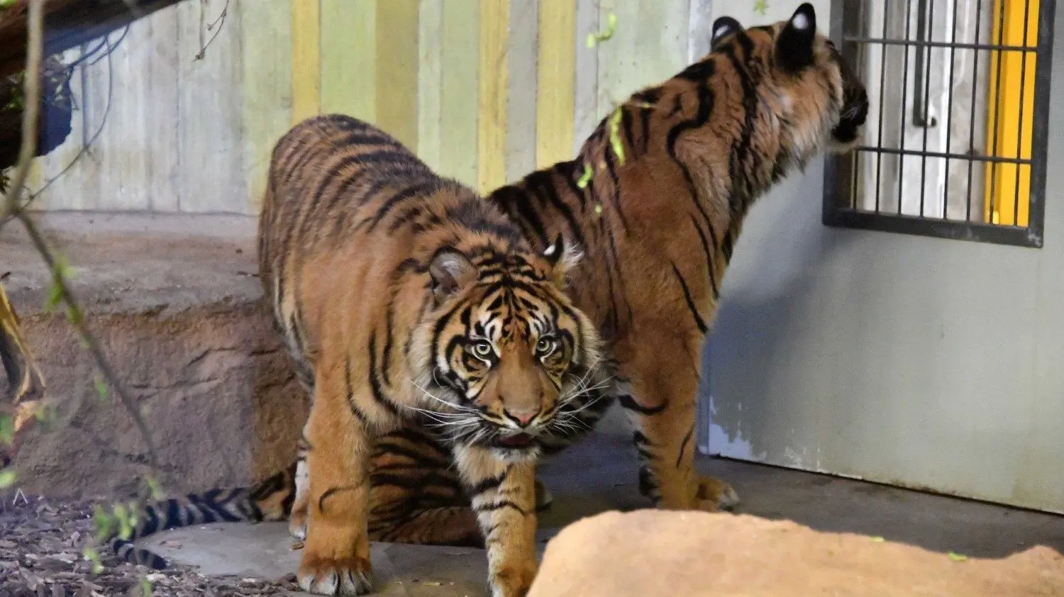 Sumatratiger Tangse (links im Bild) ist tot. Er wurde am 13. Dezember 2015 im Zoopark de Beauval in Frankreich geboren und kam auf Empfehlung des europäischen Zuchtprogramms im Mai 2017 gemeinsam mit seinem Bruder Masat in den Cottbuser Tierpark.