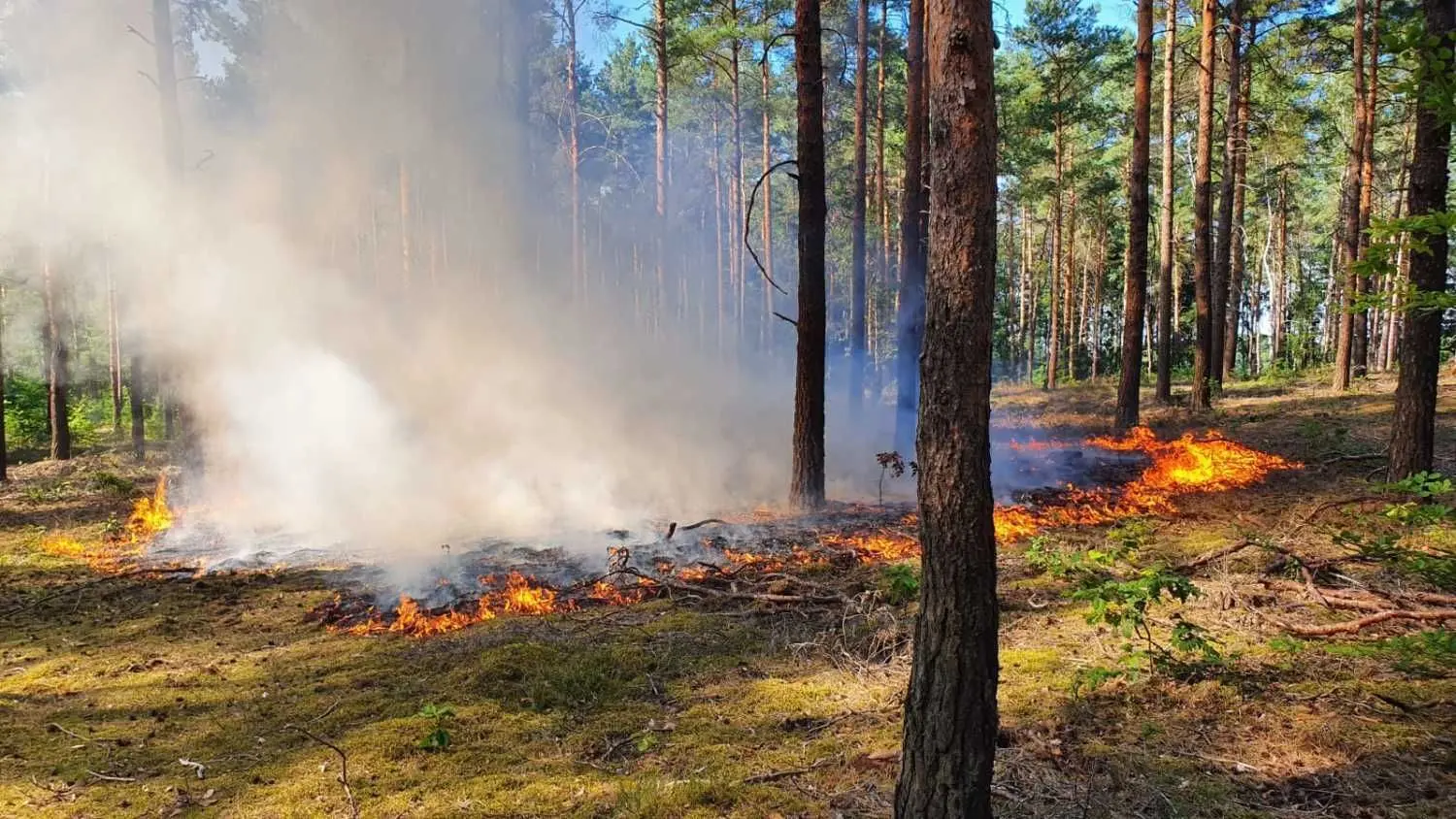 Gleich drei Waldbrände hatten die Feuerwehrkameraden am 16. August bei Groß Kölzig zu löschen. Acht Stunden waren sie an jenem Sonntag deshalb im Einsatz.